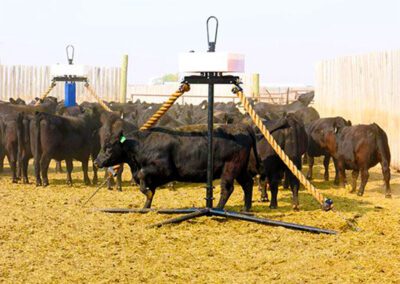 Cattle rubbing against cattle oiler