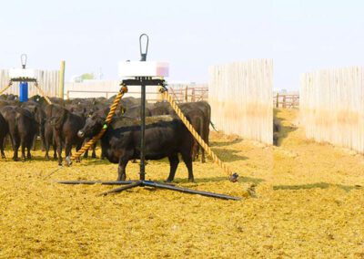 Cattle using Pioneer Coupler Cattle Oilers